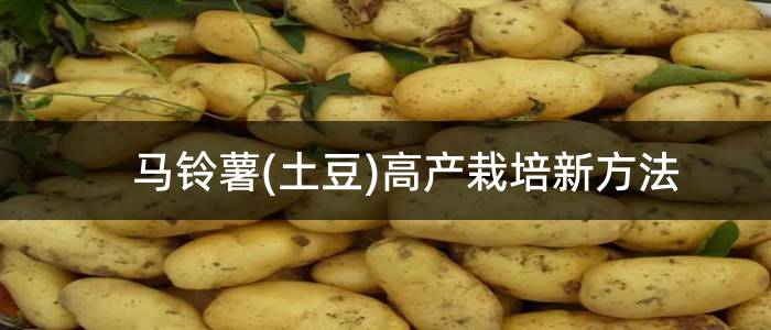 马铃薯(土豆)高产栽培新方法