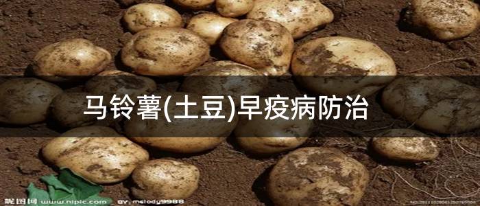 马铃薯(土豆)早疫病防治