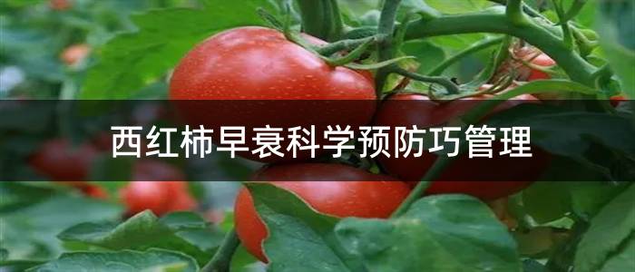 西红柿早衰科学预防巧管理