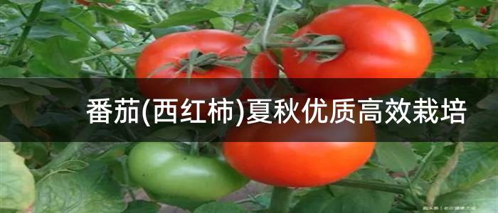 番茄(西红柿)夏秋优质高效栽培