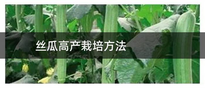 丝瓜高产栽培方法