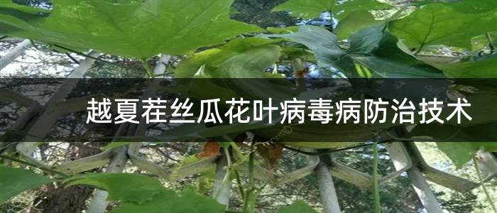 越夏茬丝瓜花叶病毒病防治技术