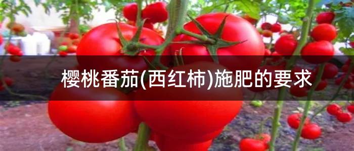 樱桃番茄(西红柿)施肥的要求