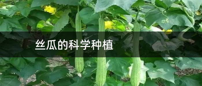 丝瓜的科学种植