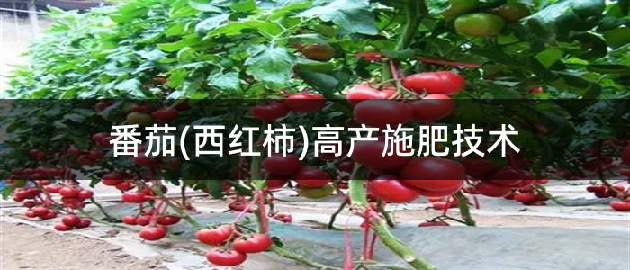 番茄(西红柿)高产施肥技术