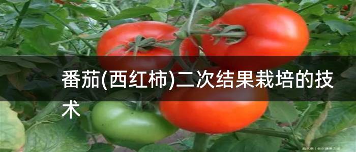 番茄(西红柿)二次结果栽培的技术