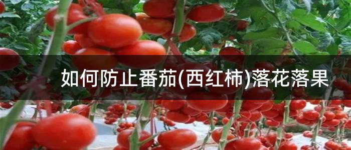 如何防止番茄(西红柿)落花落果