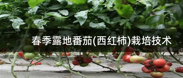 春季露地番茄(西红柿)栽培技术