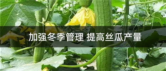加强冬季管理 提高丝瓜产量