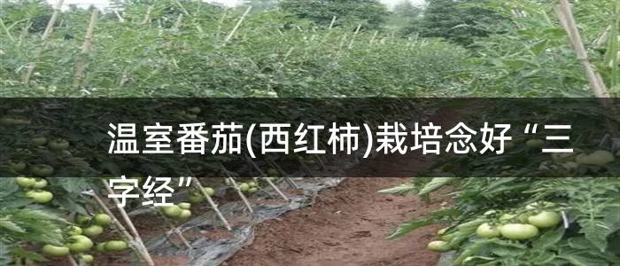 温室番茄(西红柿)栽培念好“三字经”
