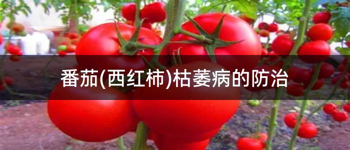 番茄(西红柿)枯萎病的防治