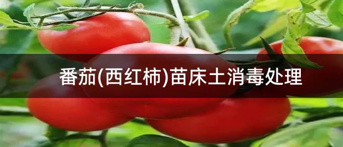 番茄(西红柿)苗床土消毒处理