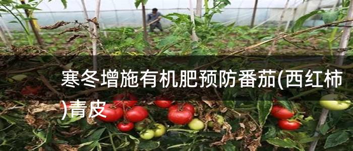 寒冬增施有机肥预防番茄(西红柿)青皮