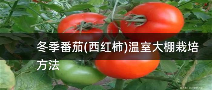 冬季番茄(西红柿)温室大棚栽培方法