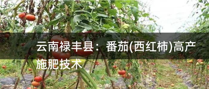 云南禄丰县：番茄(西红柿)高产施肥技术