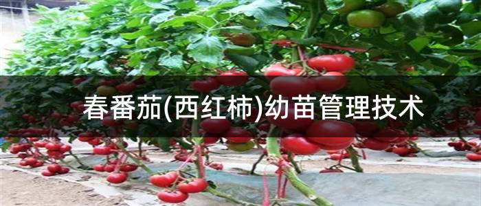 春番茄(西红柿)幼苗管理技术