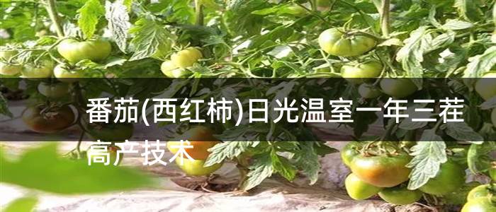 番茄(西红柿)日光温室一年三茬高产技术