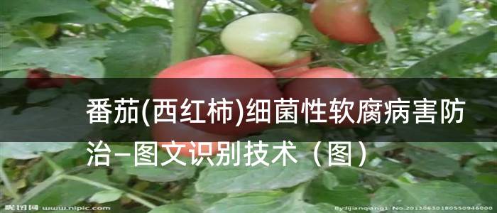 番茄(西红柿)细菌性软腐病害防治—图文识别技术（图）
