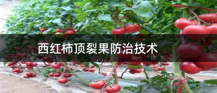 西红柿顶裂果防治技术