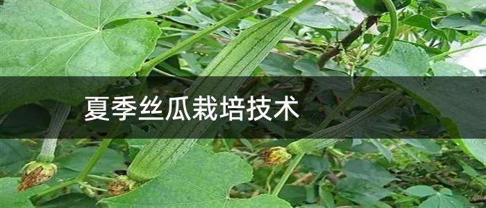 夏季丝瓜栽培技术
