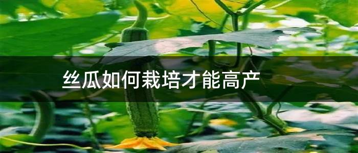 丝瓜如何栽培才能高产