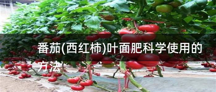 番茄(西红柿)叶面肥科学使用的方法