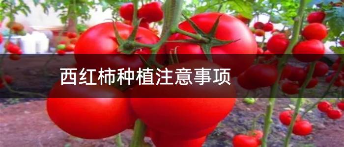 西红柿种植注意事项