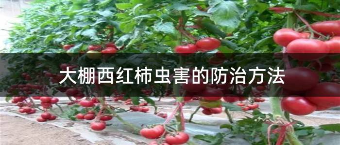 大棚西红柿虫害的防治方法
