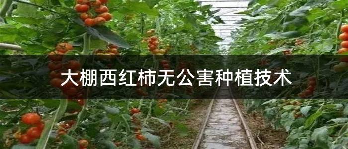 大棚西红柿无公害种植技术