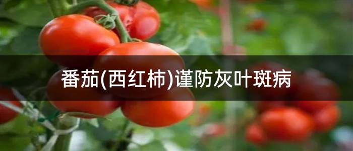 番茄(西红柿)谨防灰叶斑病