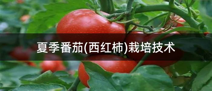夏季番茄(西红柿)栽培技术
