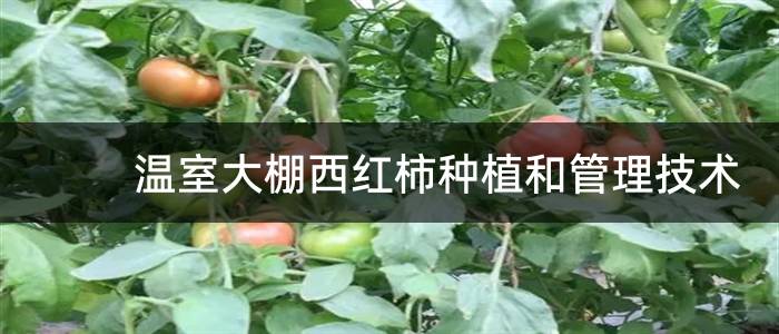 温室大棚西红柿种植和管理技术