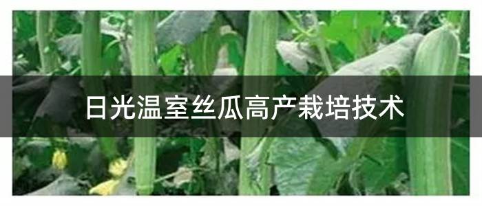日光温室丝瓜高产栽培技术