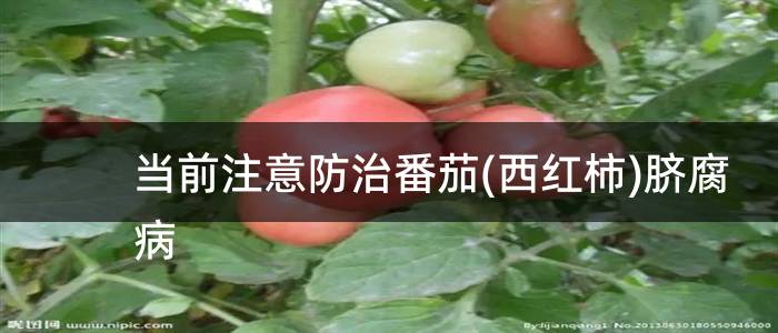 当前注意防治番茄(西红柿)脐腐病
