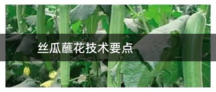丝瓜蘸花技术要点