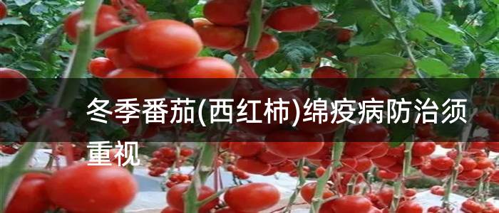 冬季番茄(西红柿)绵疫病防治须重视