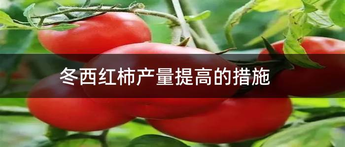 冬西红柿产量提高的措施