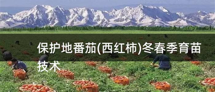 保护地番茄(西红柿)冬春季育苗技术