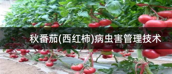 秋番茄(西红柿)病虫害管理技术