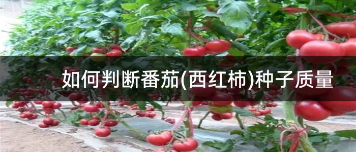 如何判断番茄(西红柿)种子质量