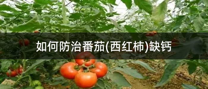 如何防治番茄(西红柿)缺钙