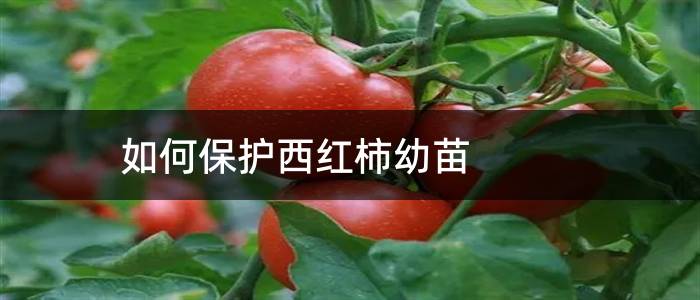 如何保护西红柿幼苗