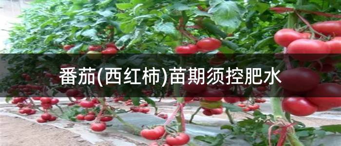 番茄(西红柿)苗期须控肥水