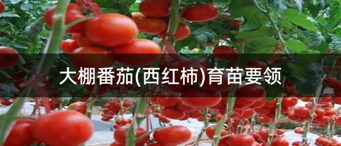 大棚番茄(西红柿)育苗要领