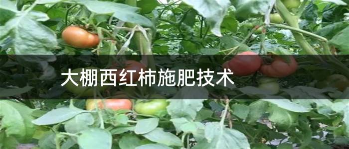 大棚西红柿施肥技术