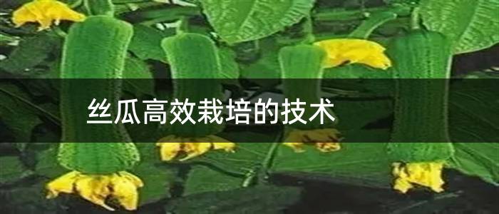 丝瓜高效栽培的技术