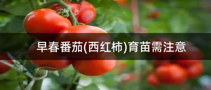早春番茄(西红柿)育苗需注意