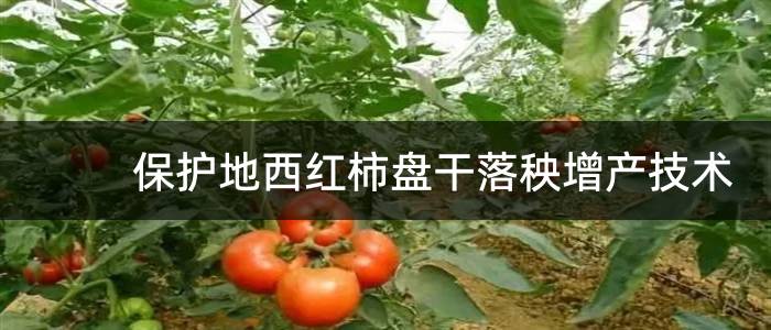 保护地西红柿盘干落秧增产技术