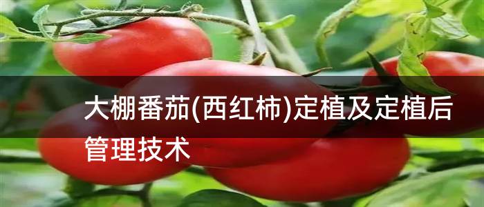 大棚番茄(西红柿)定植及定植后管理技术