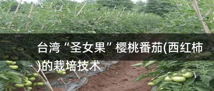 台湾“圣女果”樱桃番茄(西红柿)的栽培技术
